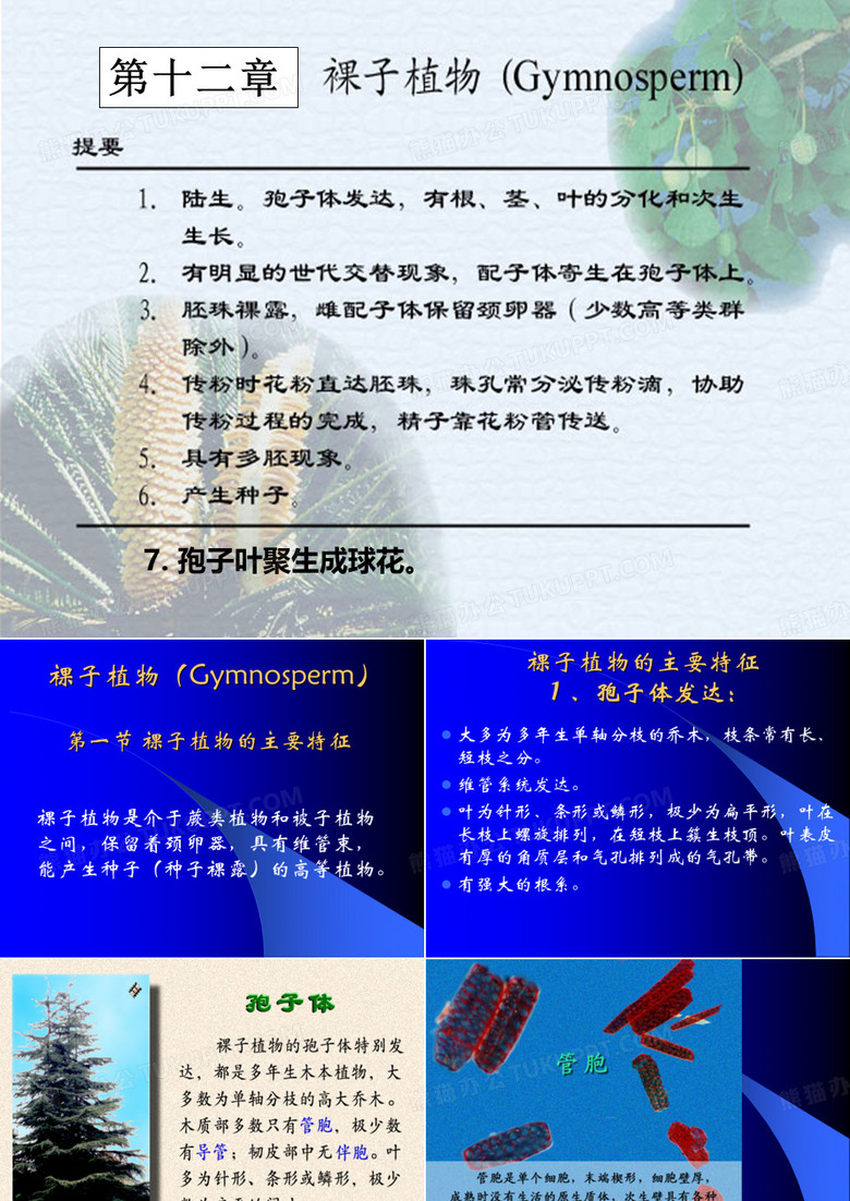 植物生物学-裸子植物