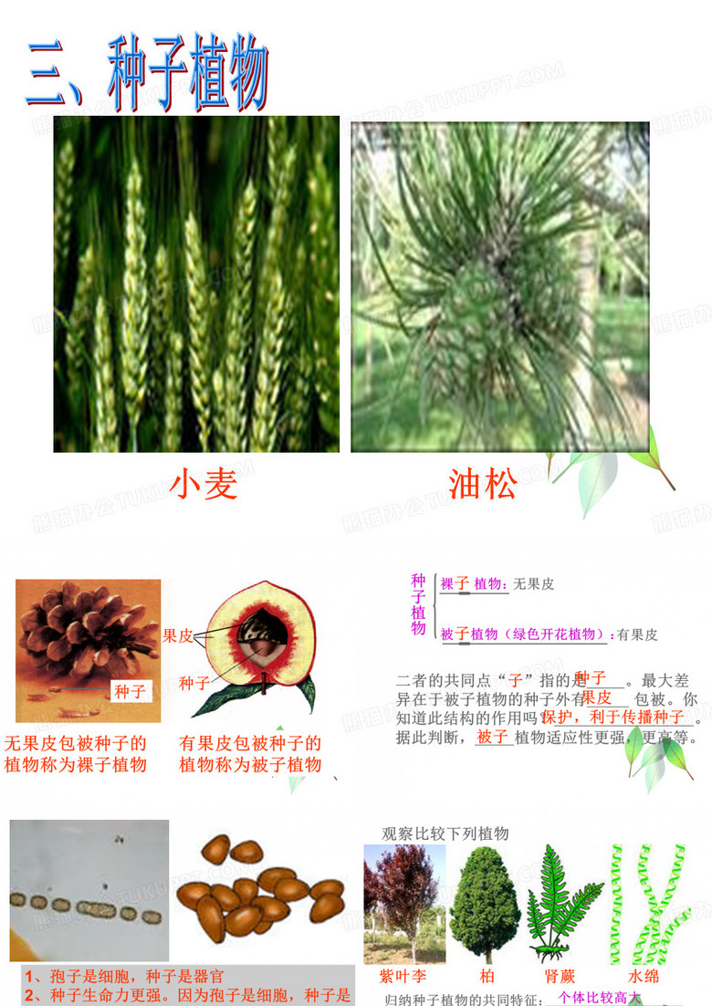 裸子植物被子植物
