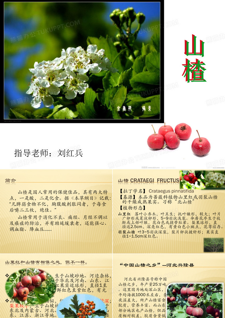 生药ppt---山楂