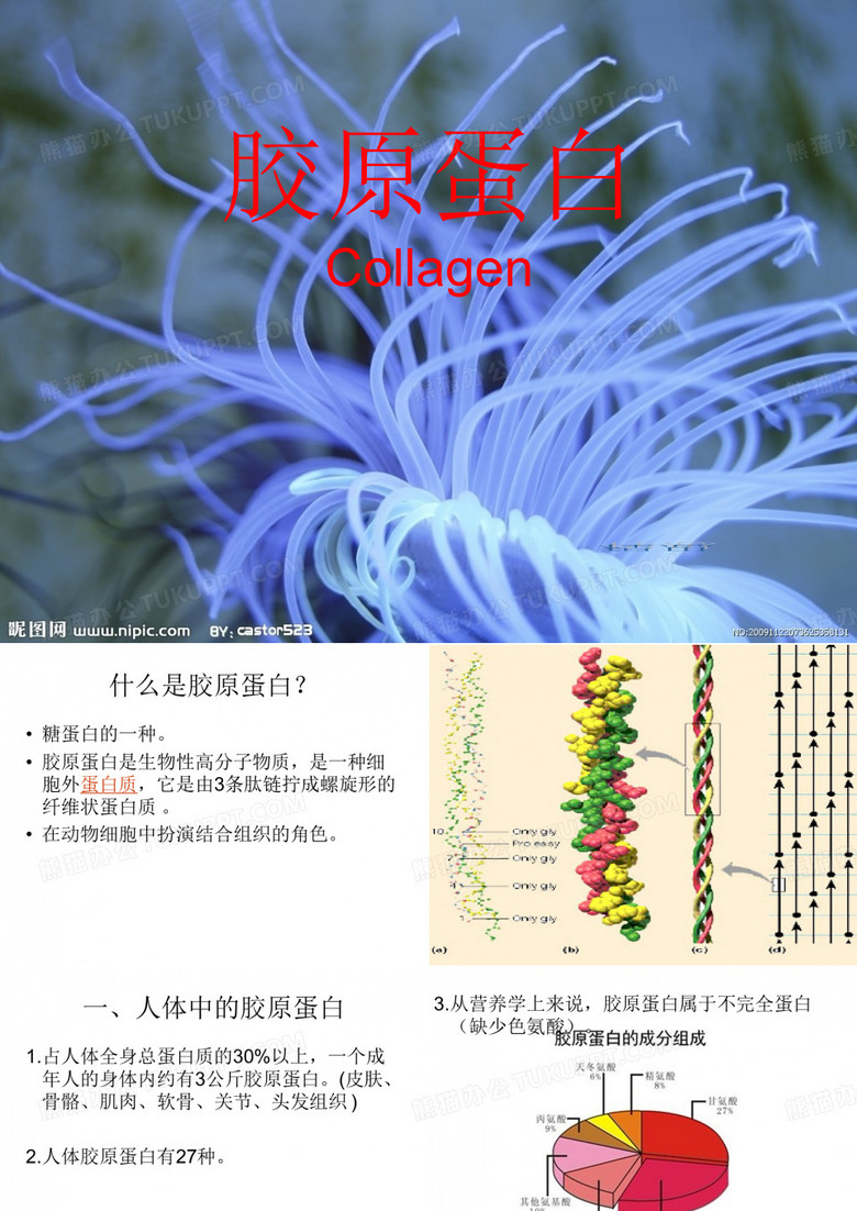 胶原蛋白.ppt