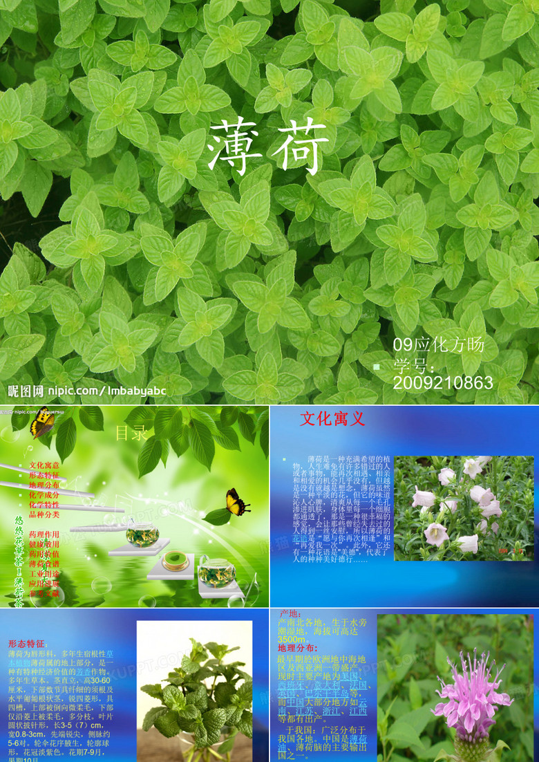 薄荷