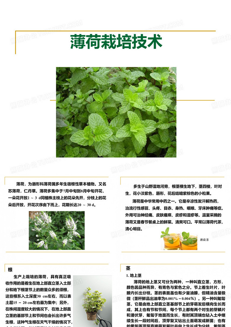薄荷栽培技术