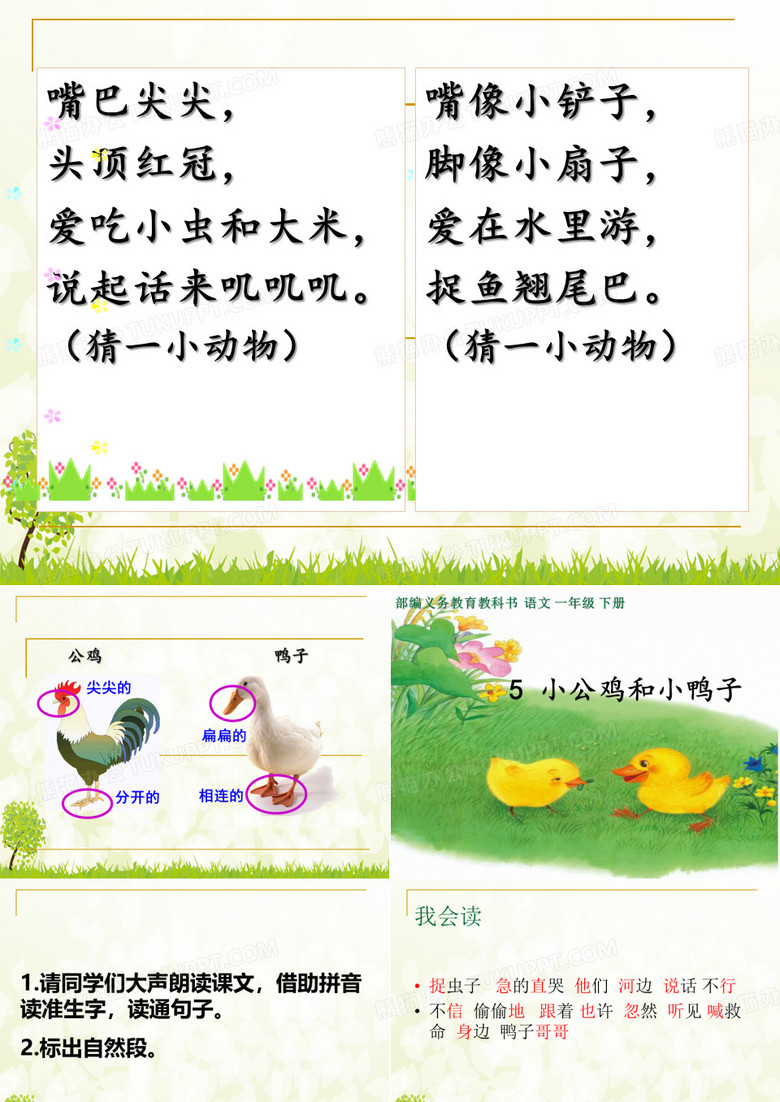 《小公鸡和小鸭子》