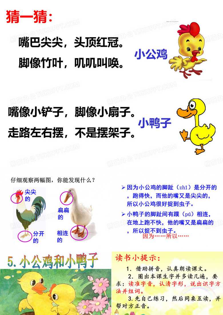 小公鸡和小鸭子