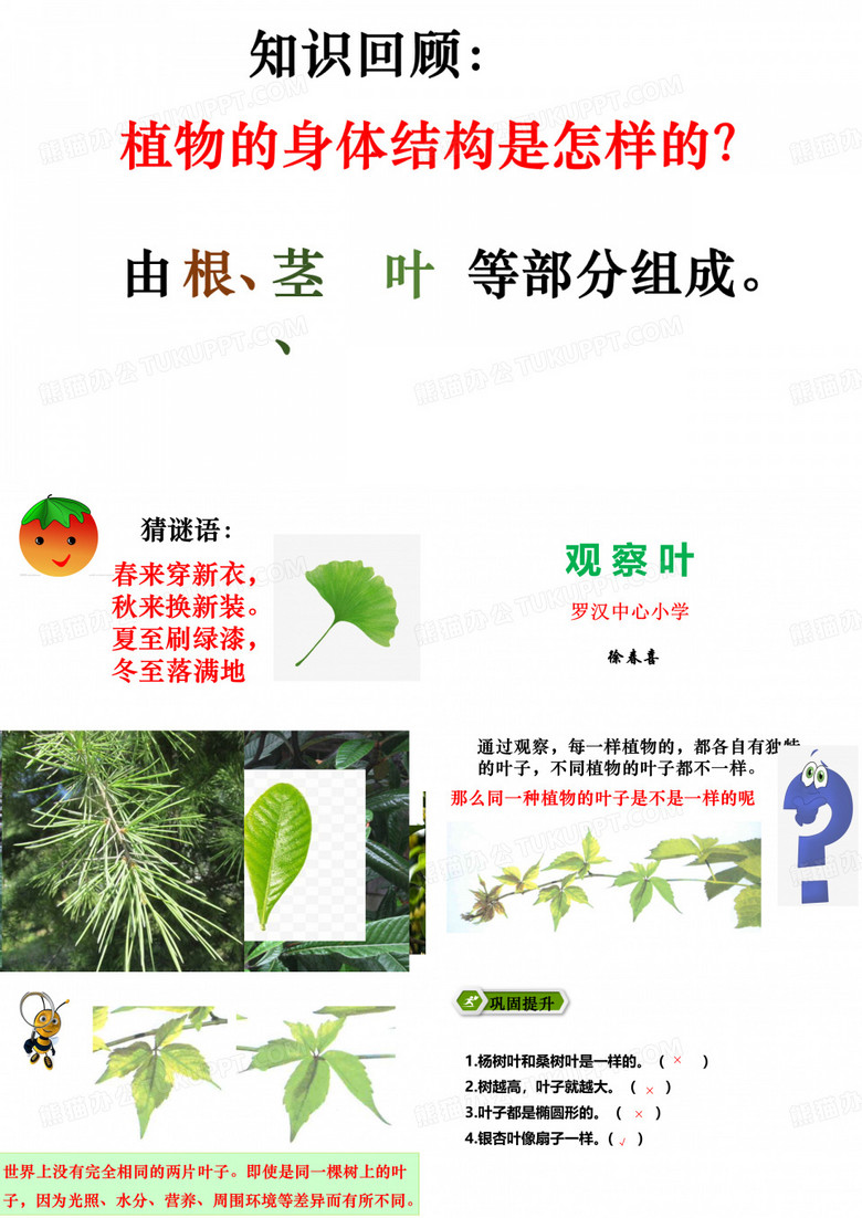 观察叶课件。