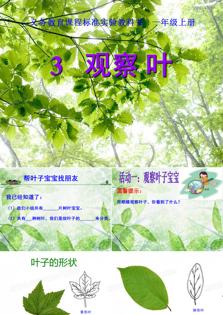 3观察叶PPT