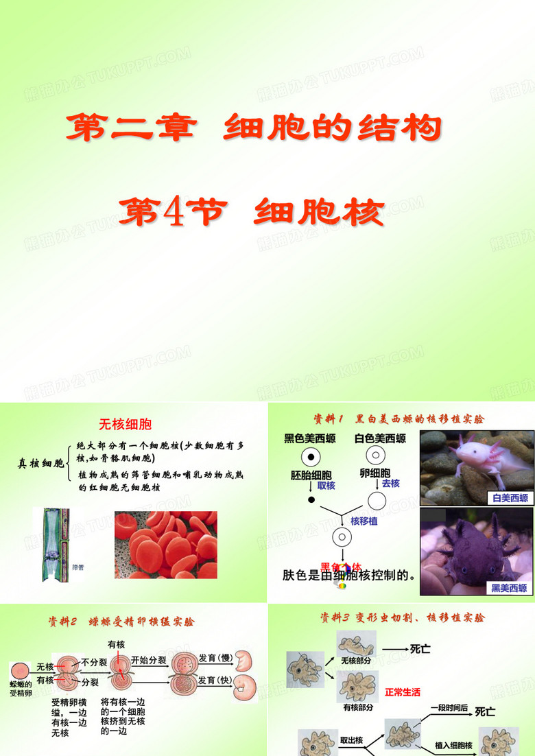 细胞核 课件