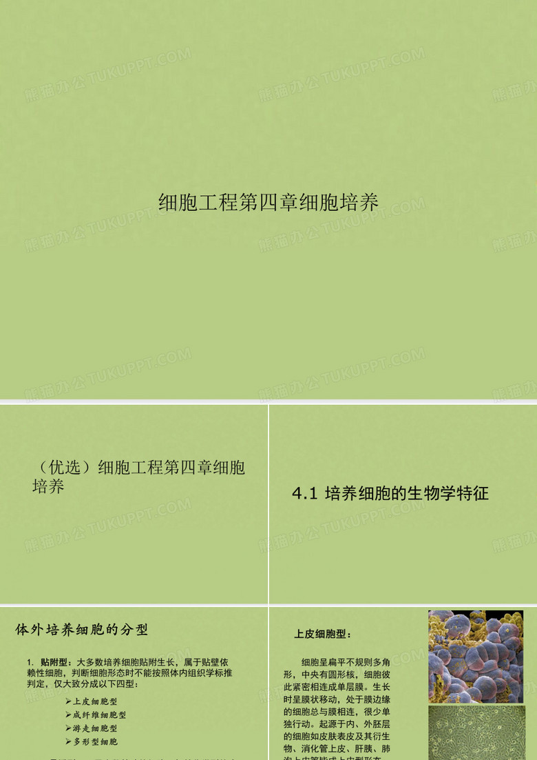 细胞工程细胞培养