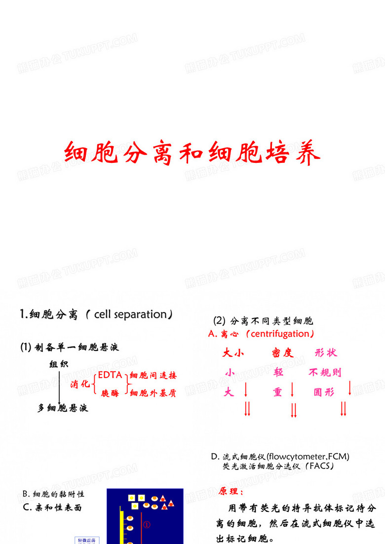 细胞分离和细胞培养