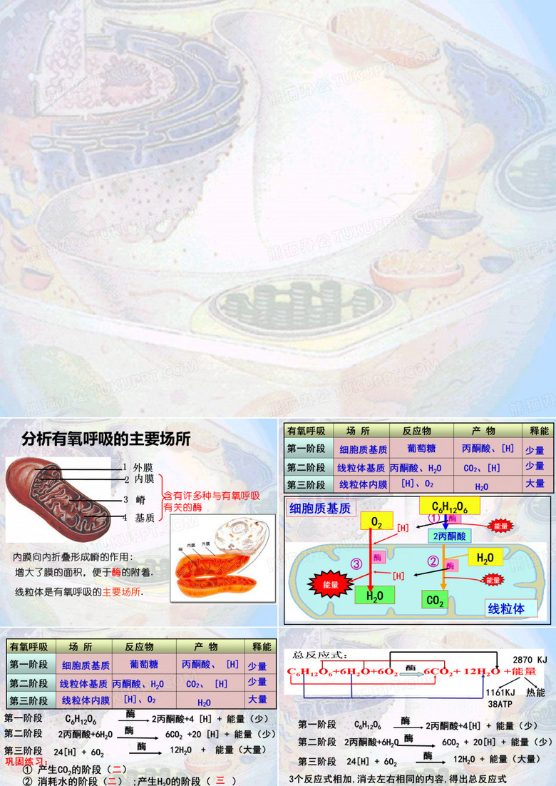细胞呼吸