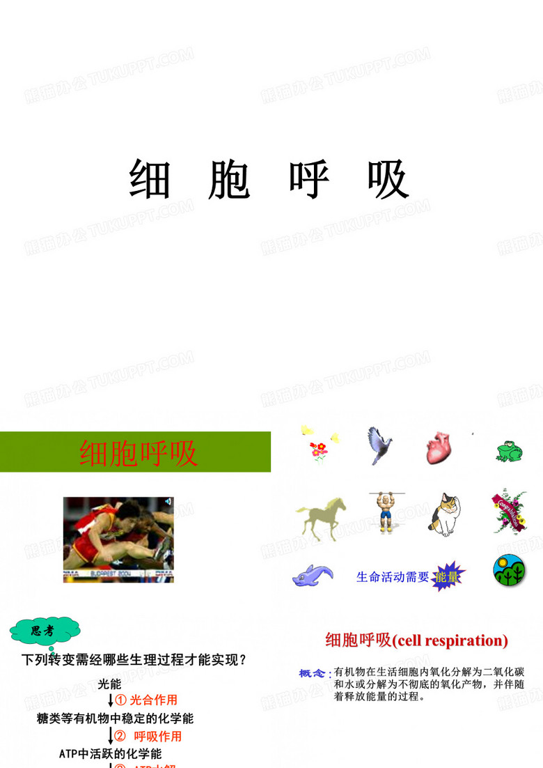 细胞呼吸