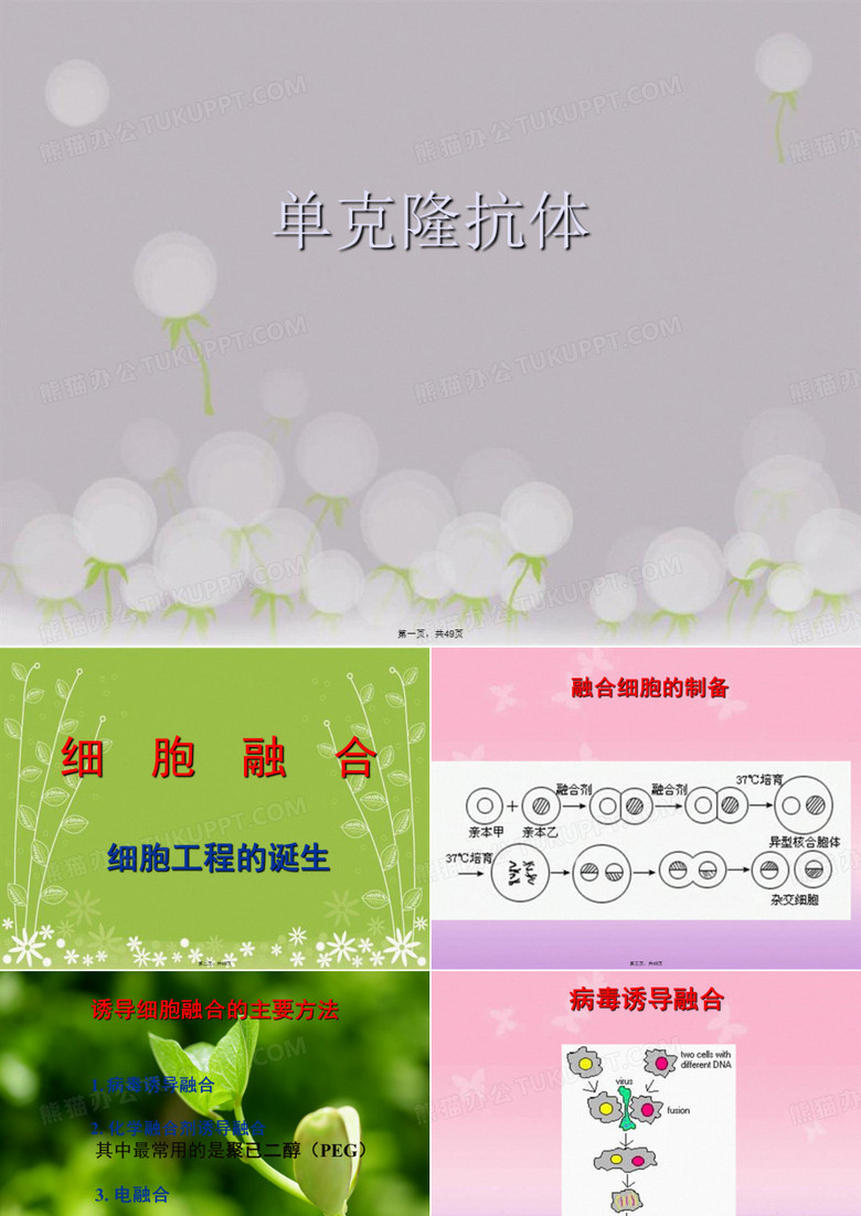 单克隆抗体