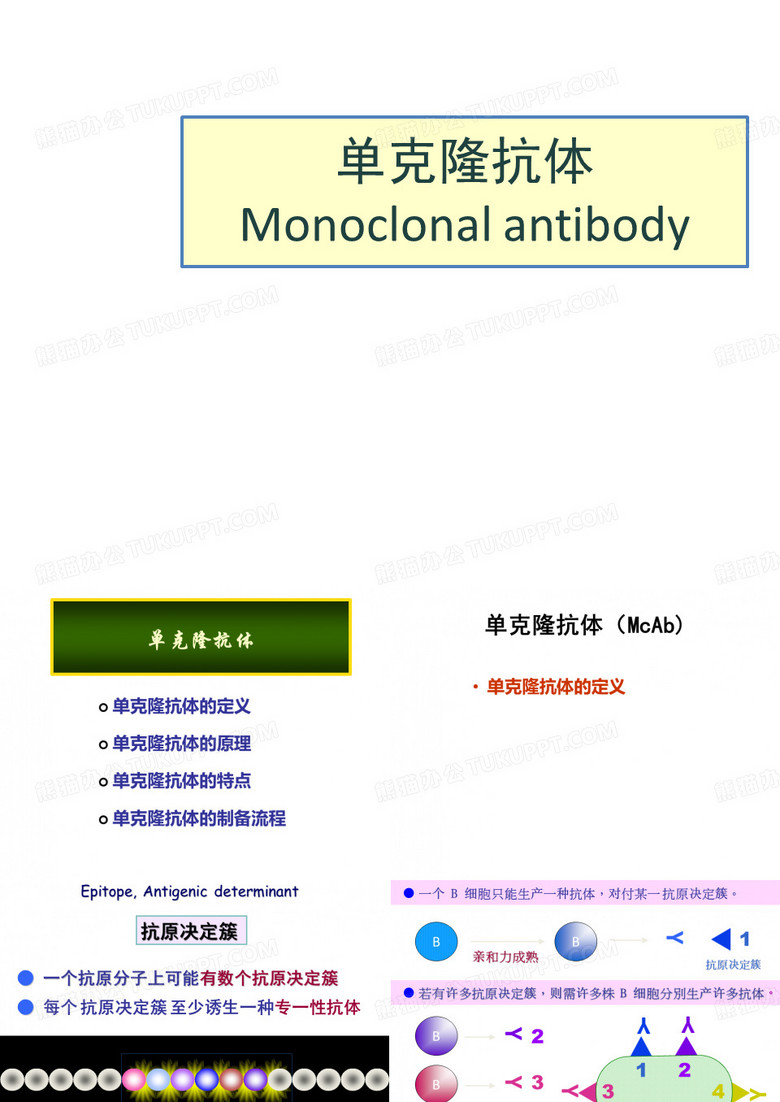 单克隆抗体
