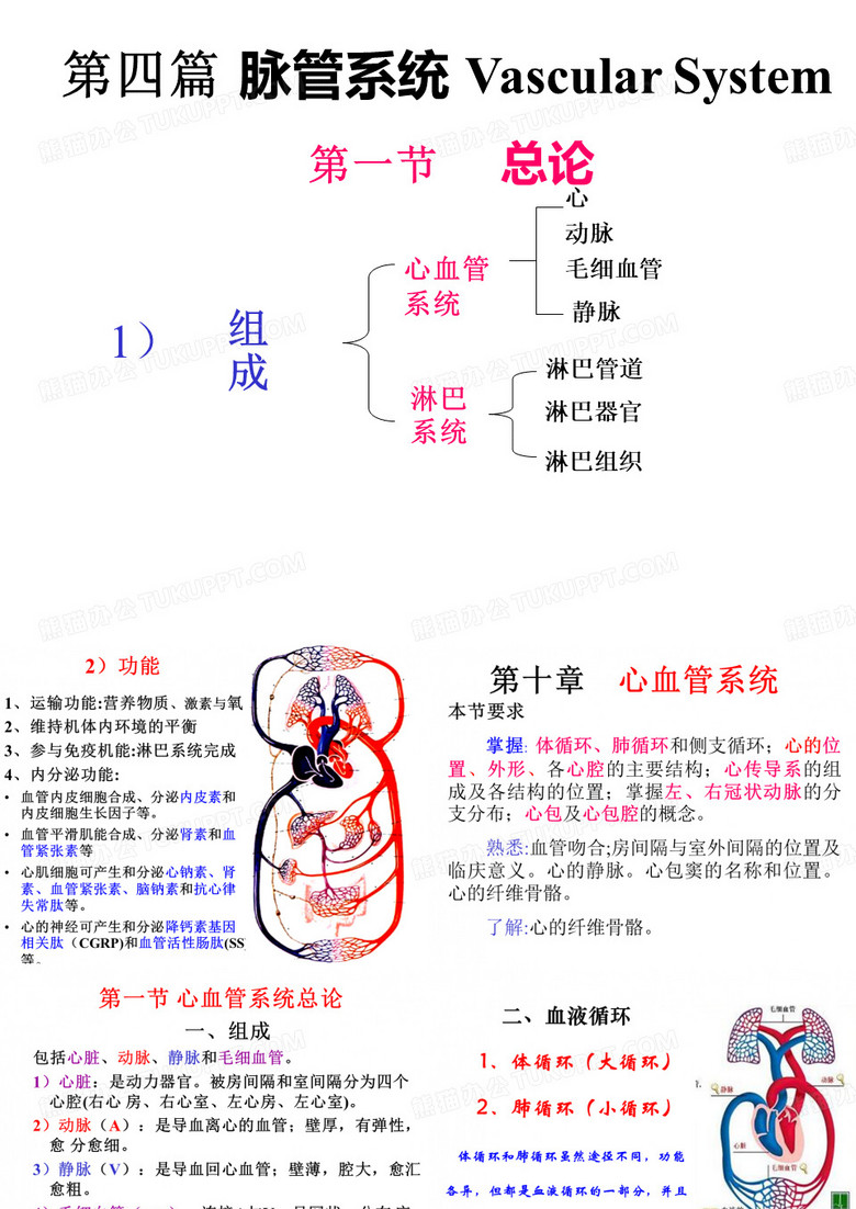 脉管系统