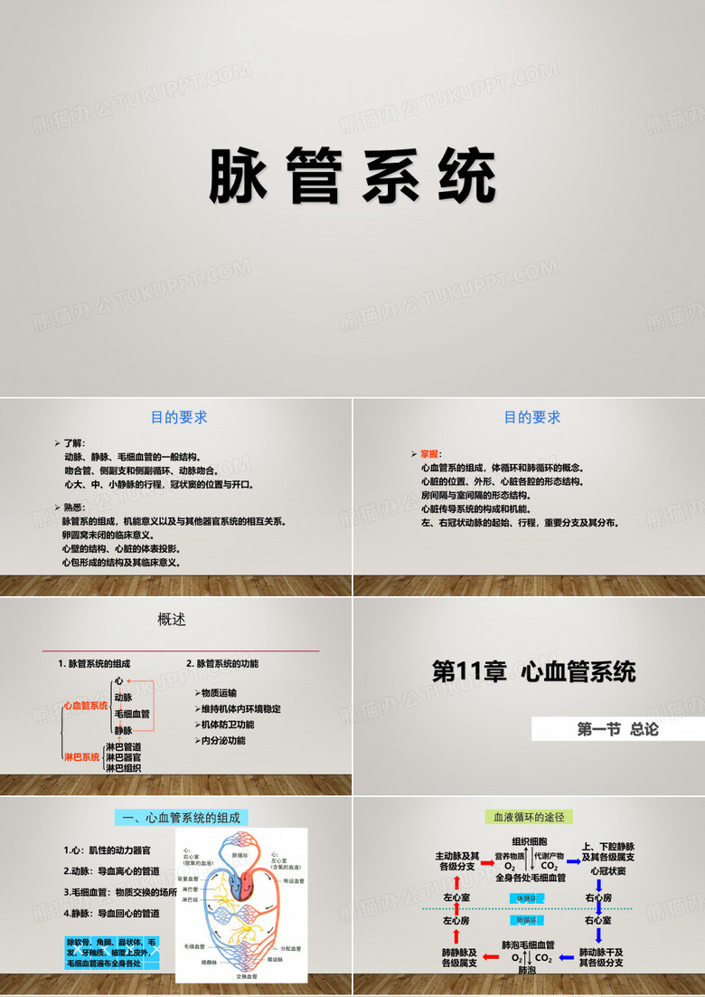 脉管系统