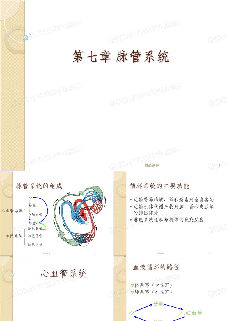 脉管系统(1)