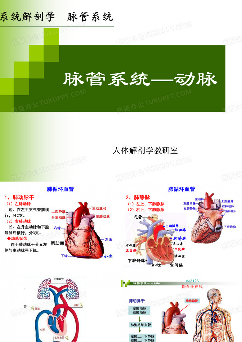 系统解剖学脉管系统