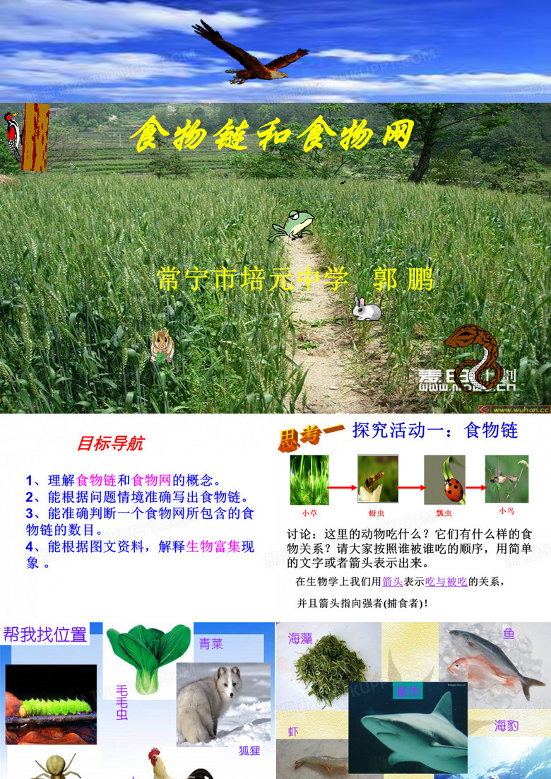 食物链和食物网