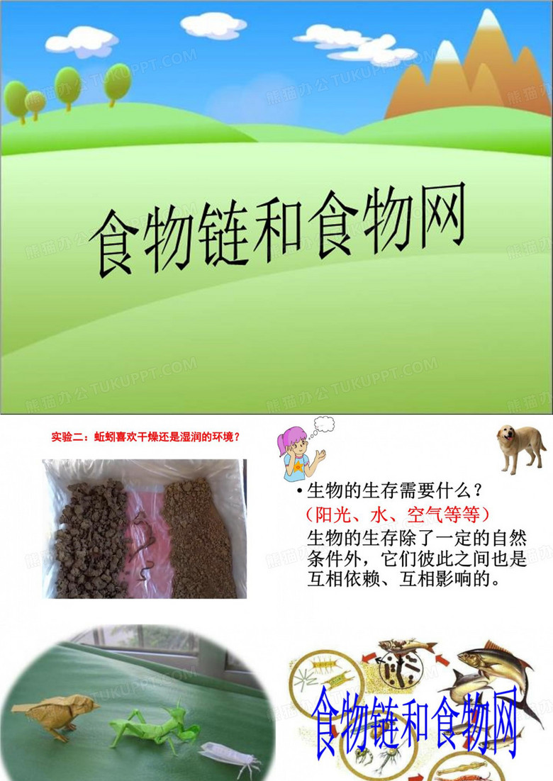 食物链和食物网
