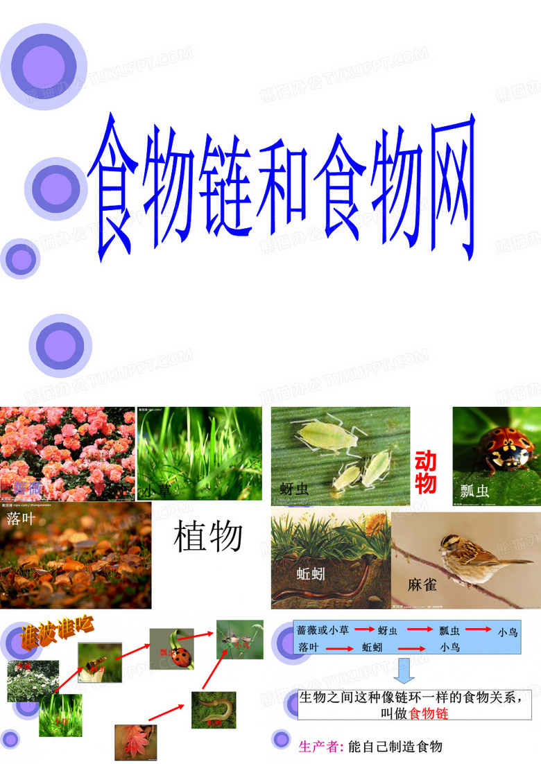 食物链和食物网PPT