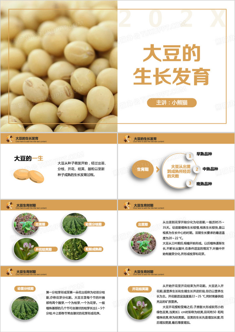 黄色简约大豆的生长发育PPT模板