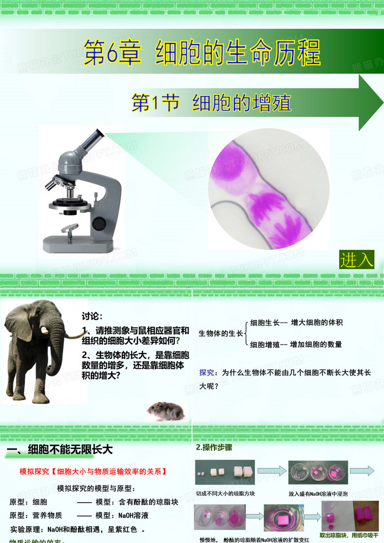 细胞的增殖