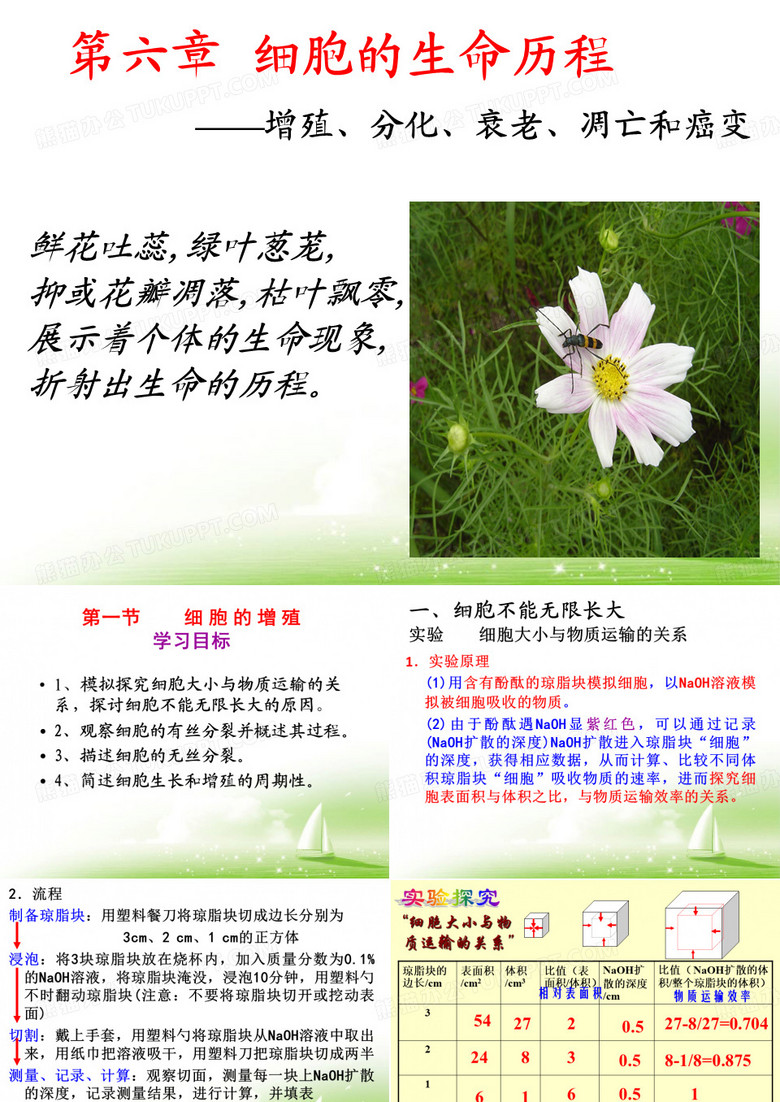 细胞的增殖