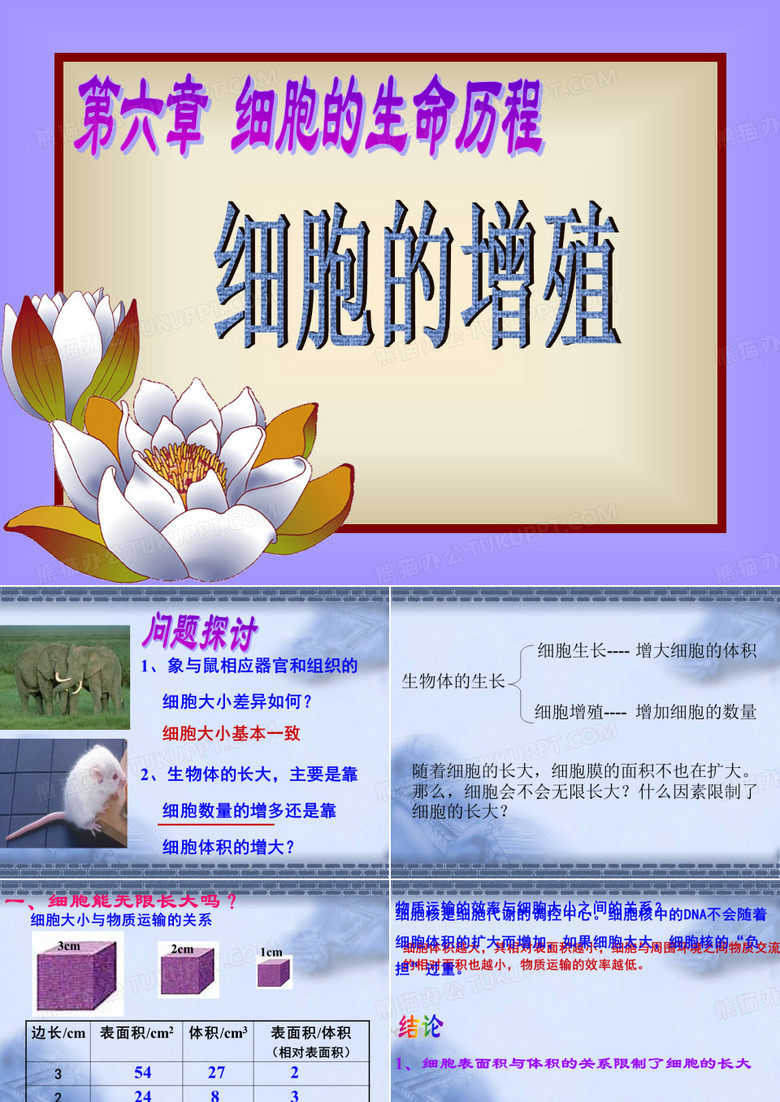 细胞的增殖