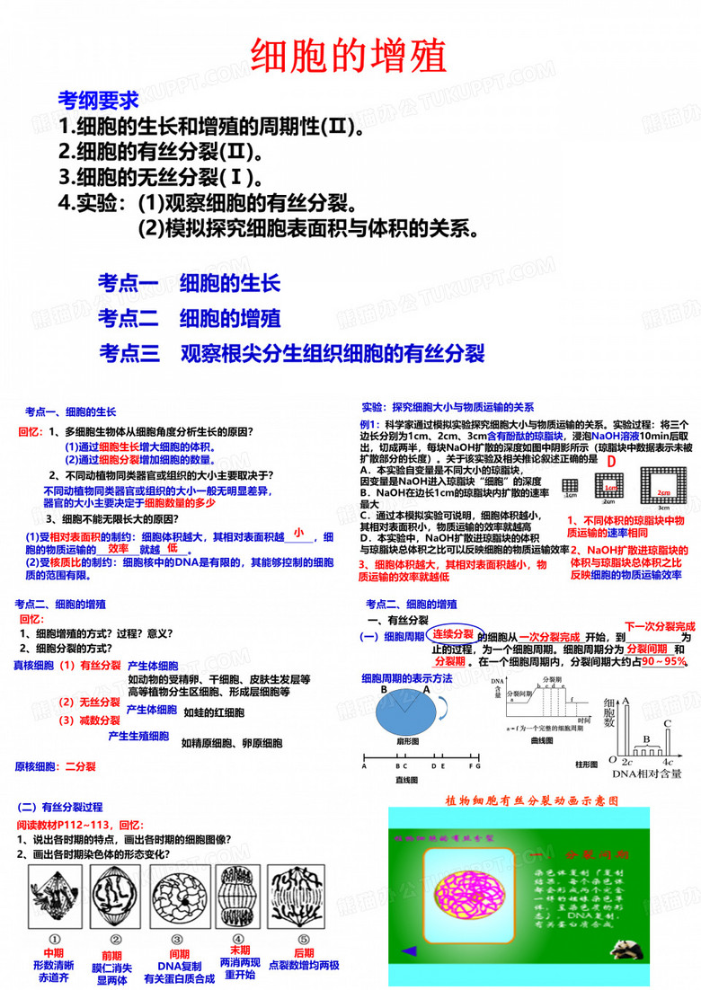 细胞的增殖
