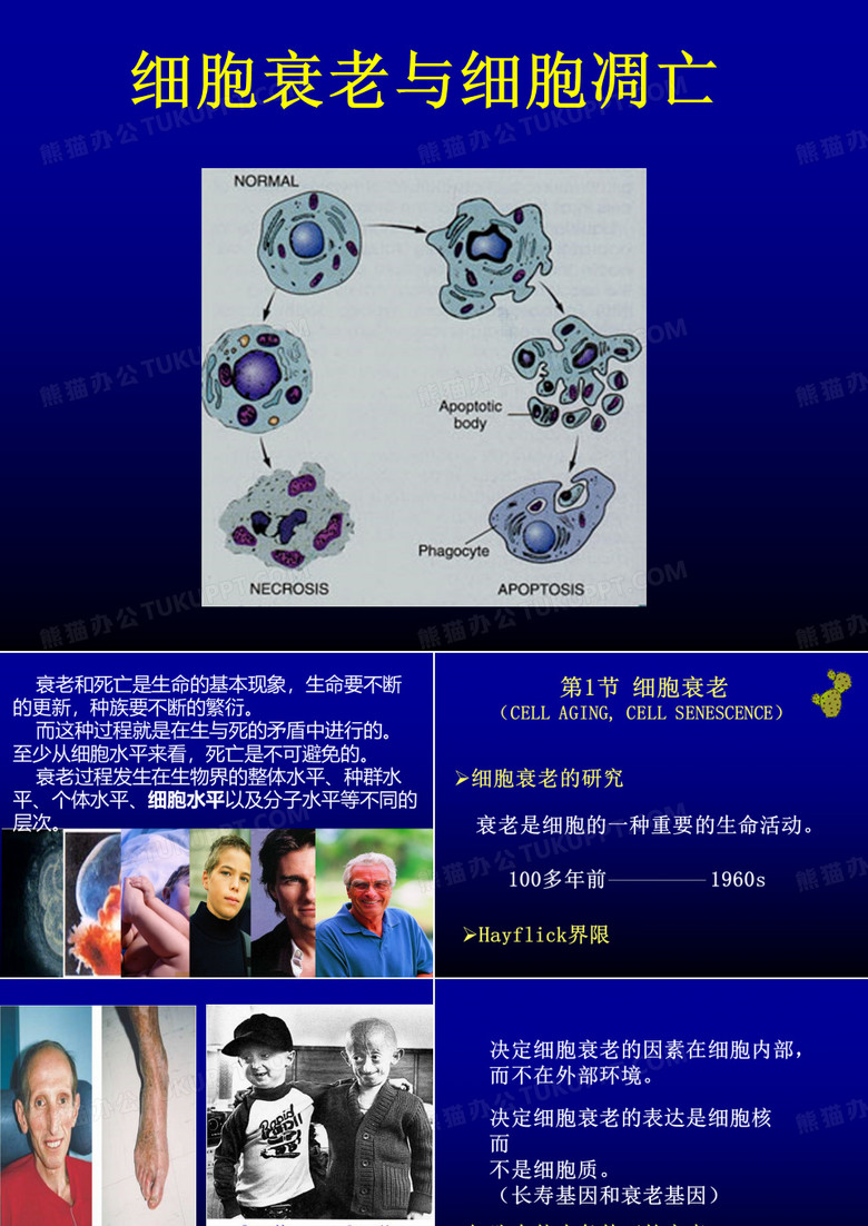 细胞衰老与细胞凋亡