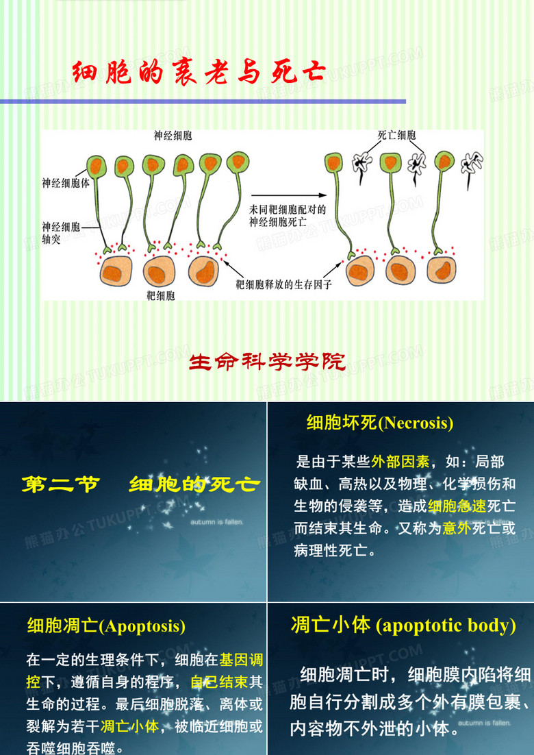 细胞的衰老与死亡