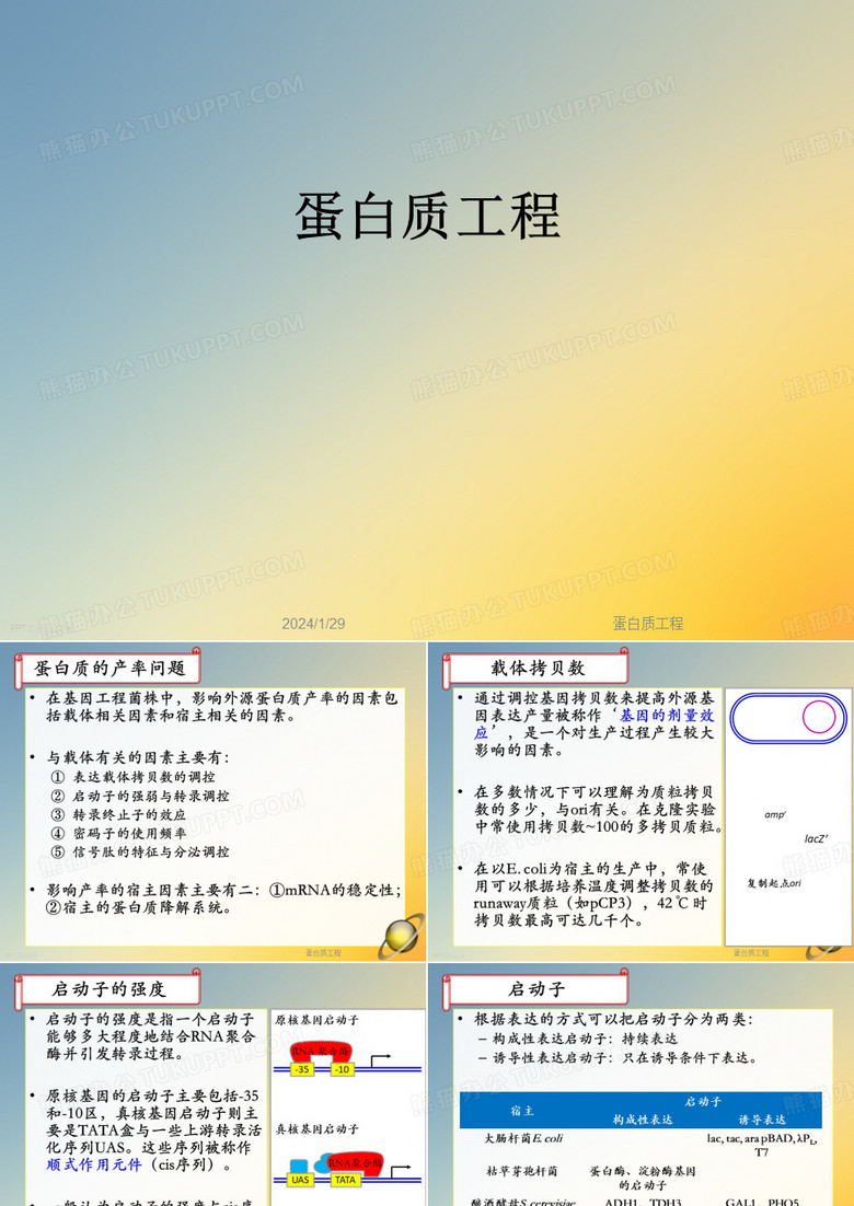 蛋白质工程