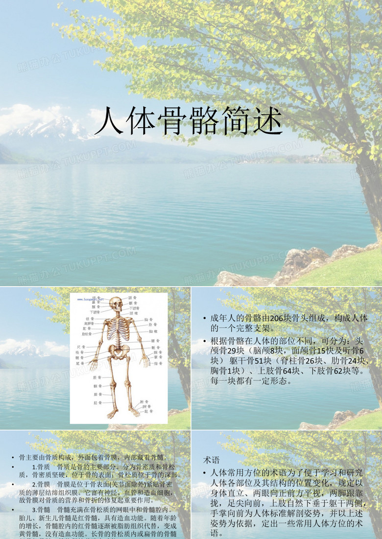 人体骨骼简述