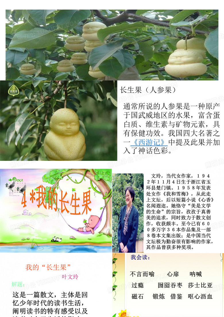 我的“长生果”