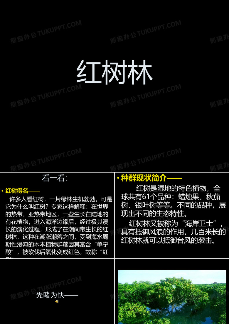 红树林ppt
