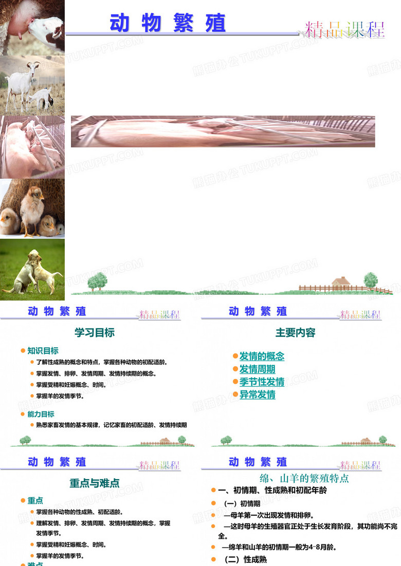 羊繁殖规律发情鉴定技术