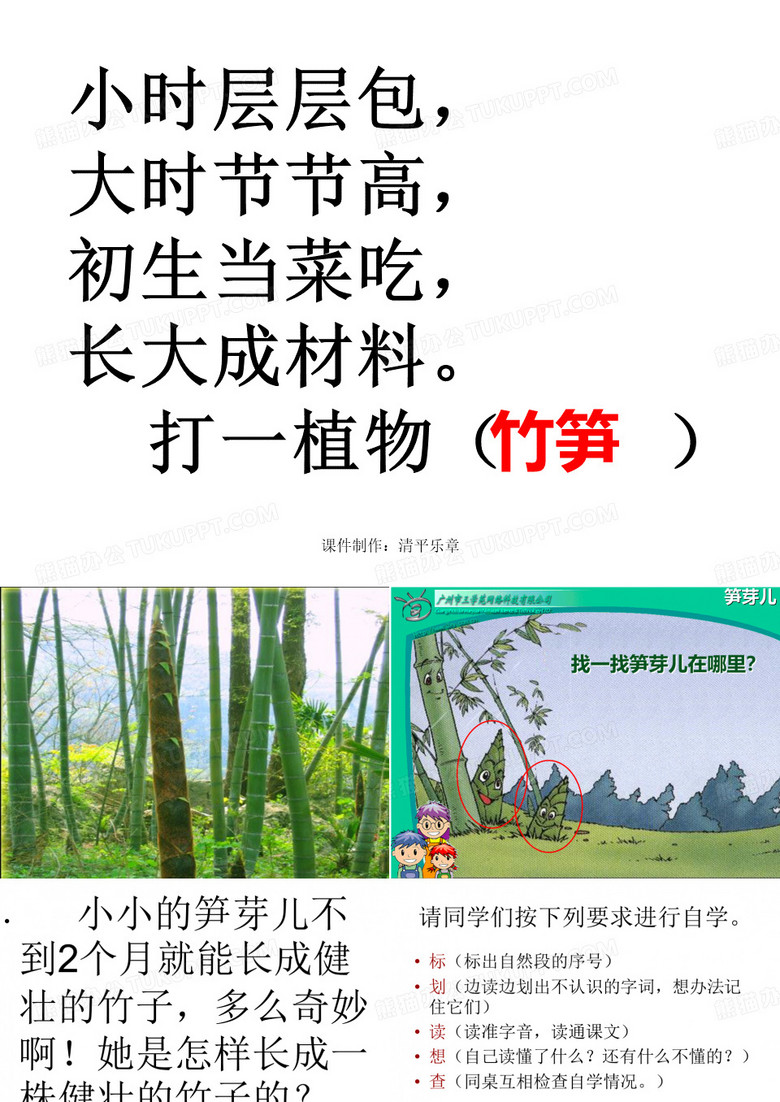 笋芽儿