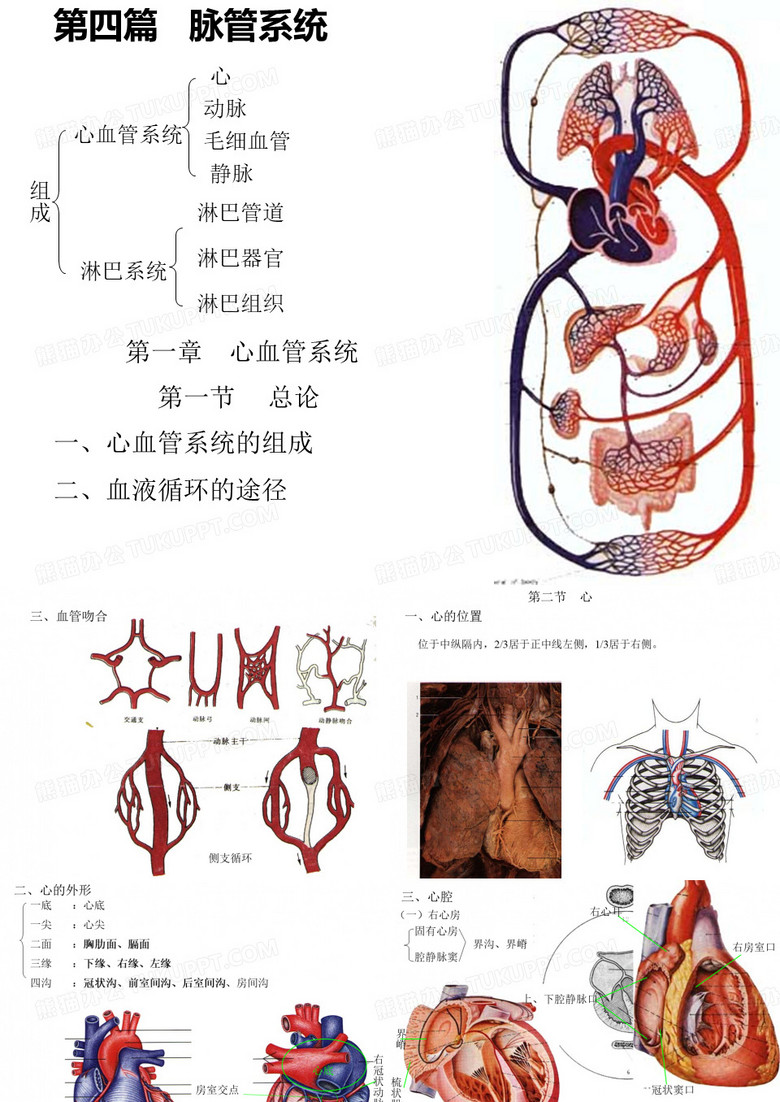 脉管系统解剖