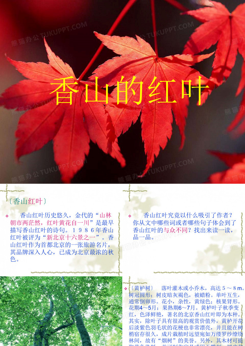 香山的红叶