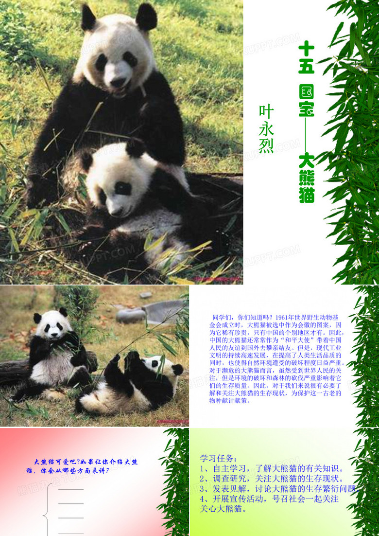 大熊猫课件