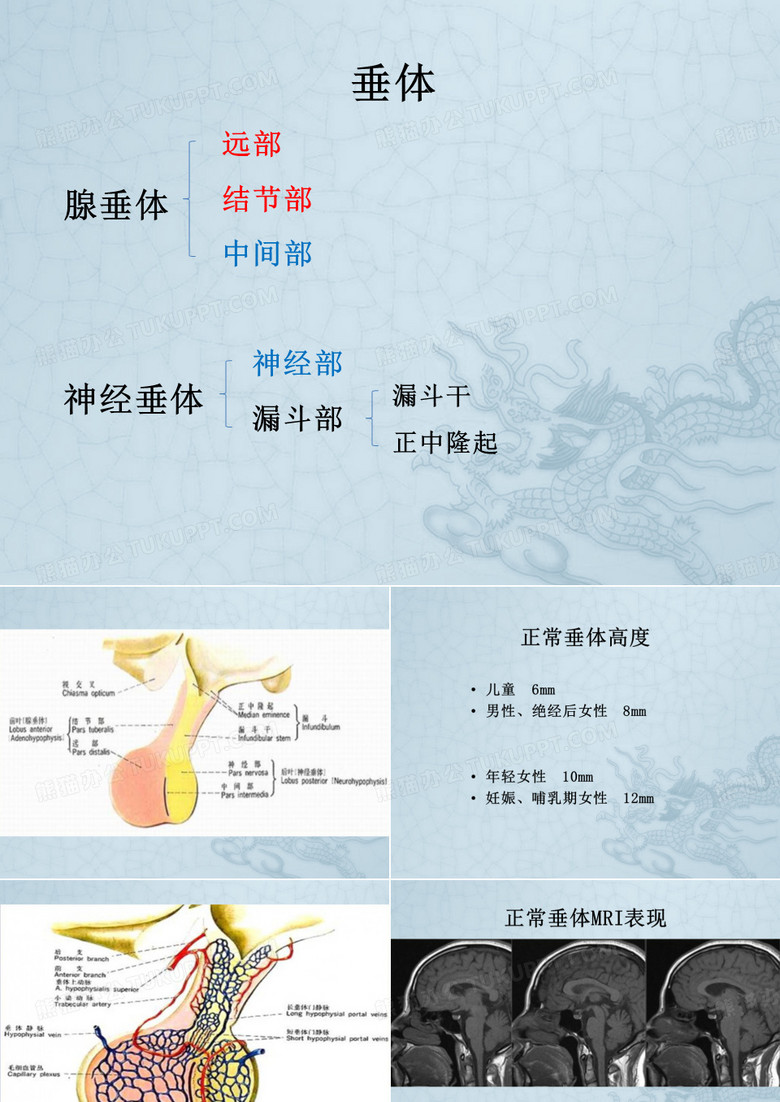 垂体解剖及垂体瘤
