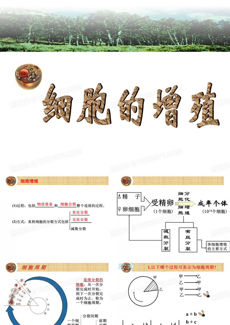 有丝分裂