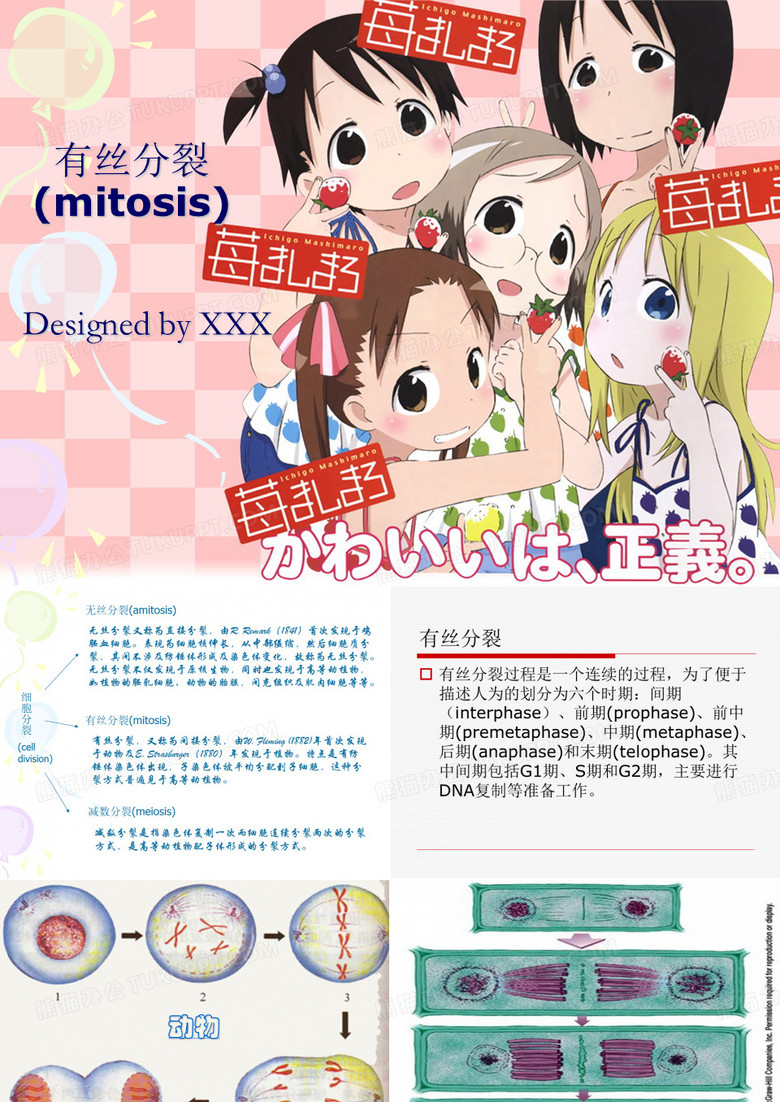 有丝分裂