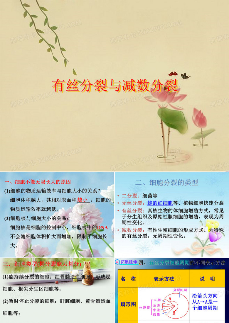有丝分裂与减数分裂
