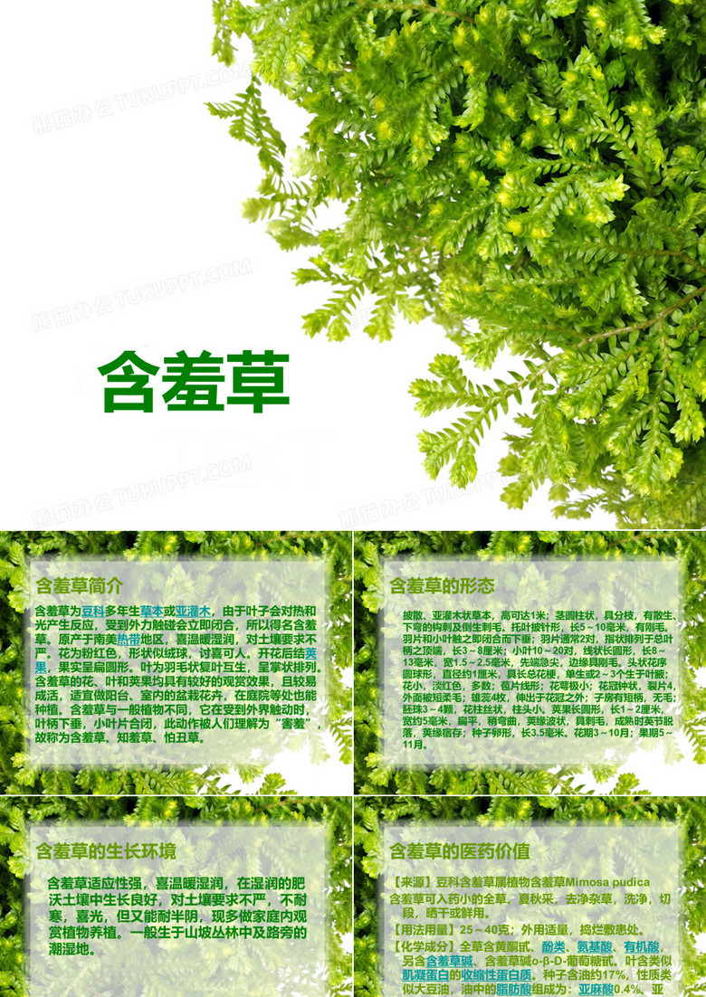 含羞草