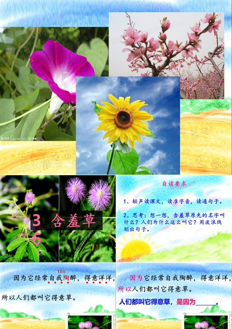 含羞草