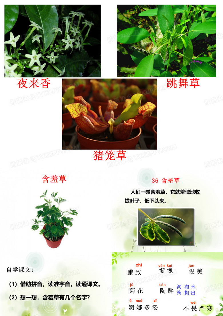 含羞草