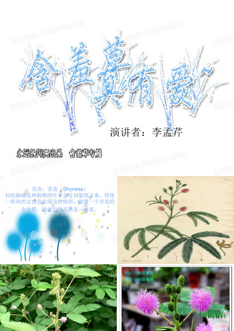 含羞草