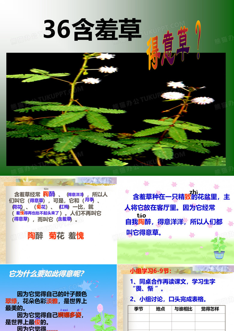 36 含羞草 ppt