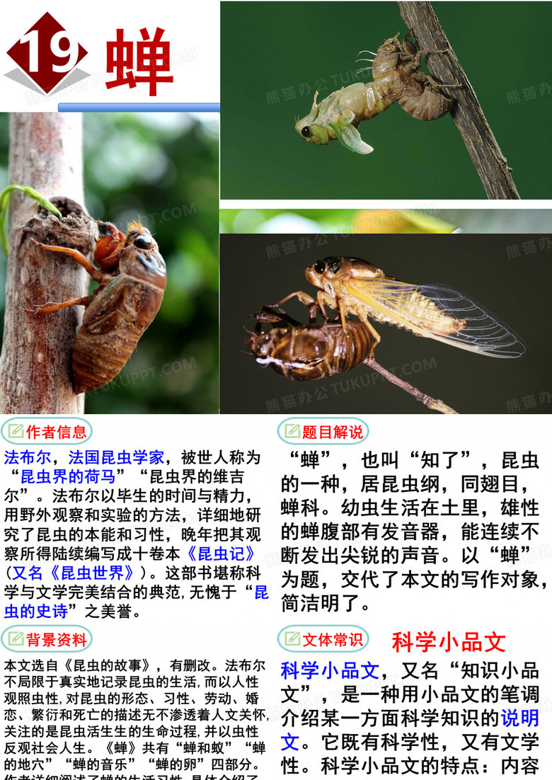 《蝉》法布尔
